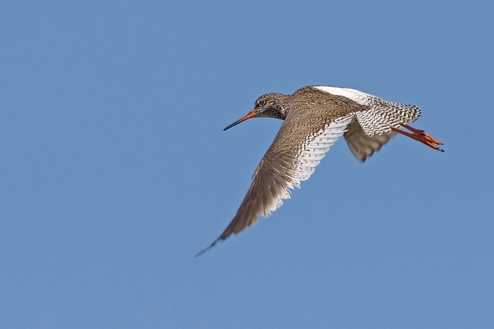 Rotschenkel Tringa totanus Common Redshank